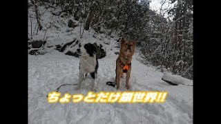 雪が珍しいので散歩しに行ってきた!!