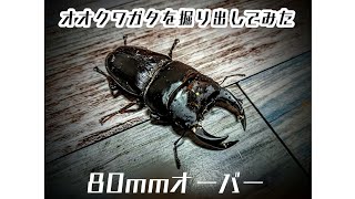 [巨体！？]ブリブリゴツゴツのオオクワガタを菌糸ビンから掘り出してみた