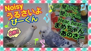 陽気なインコが十姉妹に怒られてしまう💔