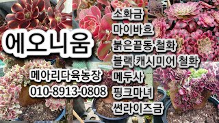 소화금/마이바흐/에오니움