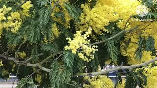 Stunning Mimosa ( Acacia Dealbata ) flowering in the UK, a brief extract from my longer walk video