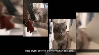 Gigantic /r/AnimalsBeingJerks Reddit Compilation! Greatest compilation of 2019