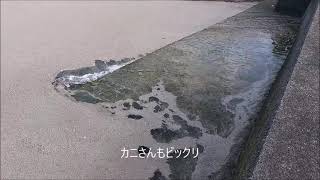 奄美　龍郷町安木屋場の軽石の海