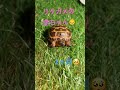 ロシアリクガメ！赤ちゃん！ リクガメ 陸亀 亀 動物