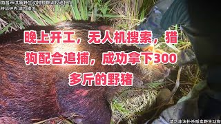 晚上开工，无人机搜索，猎狗配合追捕，成功拿下300多斤的野猪，不幸的是带去的7条猎狗，5条受伤。