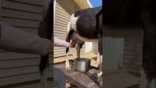 Learning how to milk a goat #shorts #goat #animal #nature #milking