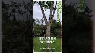 雨揚老師分享 陽明山蓮花雨菩提樹｜雨揚樂活家族