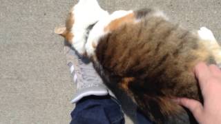 Friendliest Cat Ever!