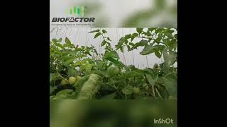 Biofactor