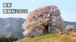 最新　醍醐桜2022