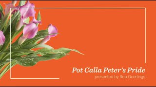 Flowertrials Highlight: Pot Call Peter's Pride