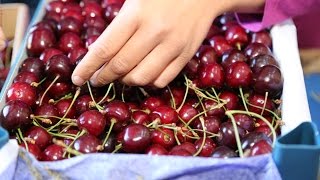 Dünyanın Kirazı Hadim'den