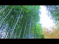 528hz 睡眠導入音楽 癒しの森 修善寺 竹林の小径 癒し 音楽 528hz 528 relaxing