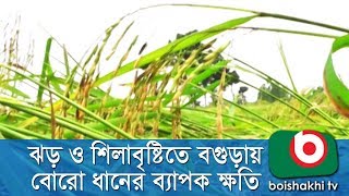 ঝড় ও শিলাবৃষ্টিতে বগুড়ায় বোরো ধানের ব্যাপক ক্ষতি | Boro Paddy Destroy | Rajib | 20May18