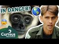 Young Gibbons CAPTURED And Kept As Pets?! 😭🐒 | 1000 Days For The Planet | Curious?: Natural World