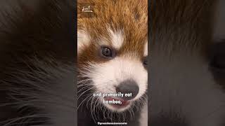 Red Panda in 60 Seconds | One of the Cutest Animals on Earth!