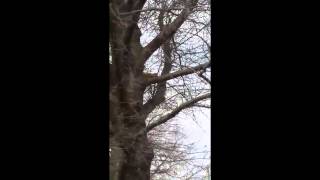 Sciurus niger Vigilance behavior