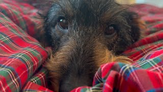 Dachshund Teddy Takes Over The Bed 😂