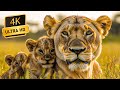 Fascinating Baby Animal Kingdom 4K - With Calming Music & Scenic Relaxation Film