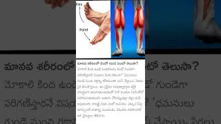 నడక ఆరోగ్యానికి చాలా మేలు చేస్తుంది❤️#shortsviral#subscribe pls