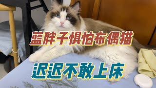 小蓝胖子见了布偶狗，犹如耗子见了猫