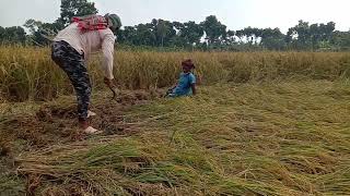 গ্রামের কৃষকের ধান কাটার দৃশ্য। Our Daily village life | আমাদের কৃষি।