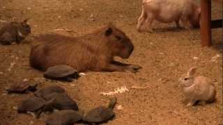 カピバラ　（渋川動物公園篇）ピペ君ありがとう①