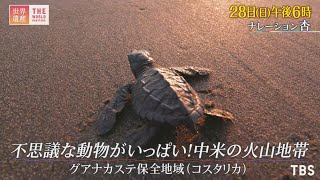 『世界遺産』2/28(日) グアナカステ保全地域 〜 不思議な動物がいっぱい! 中米の火山地帯【TBS】