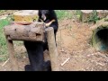 bears at the tad sae waterfall luang prabang laos