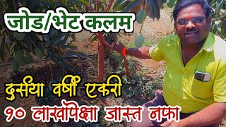 जोड कलम / भेट कलम | mango farming in maharashtra | amba sheti mahiti