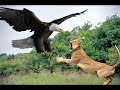 Eagle vs Lion real Fight - Wild Animals Attack