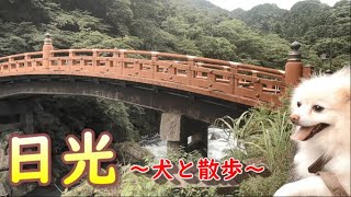 【日光東照宮＆犬連れ】世界遺産を「フワフワ」なポメと散歩【日光編】