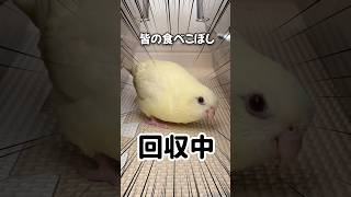 インコがいないので探してみたら‥【サザナミインコ】#shorts