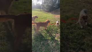 Trying to teach him about the electric fence #funnydogs #goldenretriever #tugofwar #dogshorts