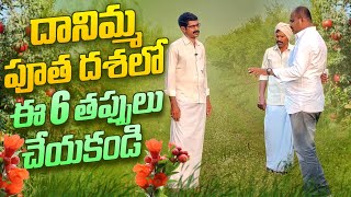 దానిమ్మ పూత దశలో ఈ ఆరు తప్పులు చేయకండి!!/#horticulture #pomogranate #agriculture #flowers #fruits