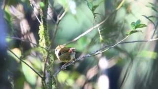 黃羽鸚嘴, Golden parrotbill, Ora paradoksornito