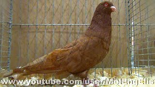 Romein duif rood - Pigeon Romain rouge - Affligem 2024