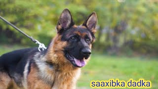 xaqiiqooyinku saabsan ayga ( facts about dog)