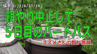 餌やりを中止して５日目のバードバス　スズメさんの数も激減【大人のお庭野鳥観察】