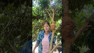 Fruit tree high pressure circle branch seedling breeding method。果樹高壓圈枝苗繁殖方法，一看就會，根系發達，存活率高