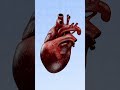 discover the 3d beating heart in stunning detail with voka anatomy pro