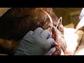 bulldog teeth extraction dr. kraemer vet4bulldog bully specialist