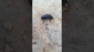 Beetle eating a piece of bread