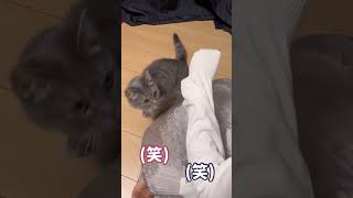 猫にバトルを吹っかけたら大変なことになりました...#猫 #マンチカン #shorts