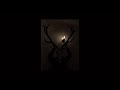 The lobotomy- Maebi ((Slowed + 1 hour))