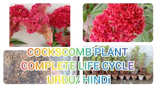 Cockscomb Plant Complete Life Cycle Urdu/ Hindi