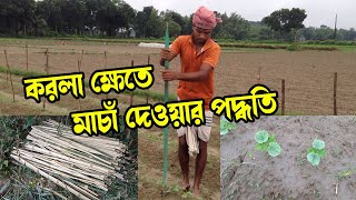 করলা ক্ষেতে মাচাঁ দেওয়ার পদ্ধতি // করলা চাষ পদ্ধতি Usta Chas