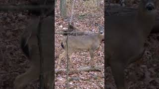 450 bushmaster vs doe #shorts