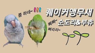 퀘이커앵무새 Quakerparrot 순도리♡부츄 (우리집 아이들 일상 스토리)