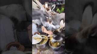 Kolkata street food indian donkey attack 🤣#viralvideo #food